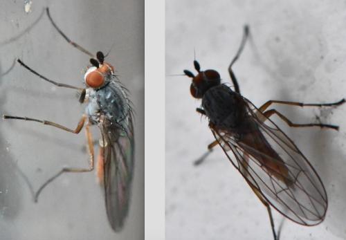 Réf. 295 247 : Heteromyza atricornis